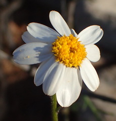 Phymaspermum appressum