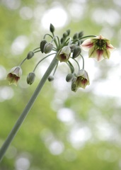 Allium siculum dioscoridis