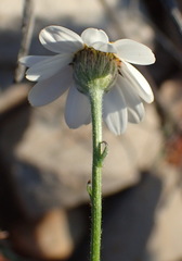 Phymaspermum appressum