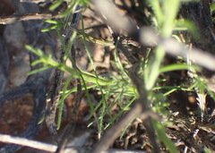 Phymaspermum appressum