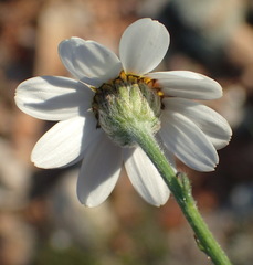 Phymaspermum appressum
