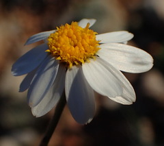 Phymaspermum appressum