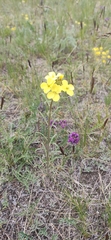 Erysimum flavum