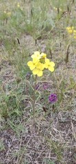 Erysimum flavum