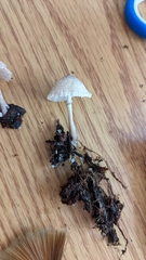 Leucocoprinus ianthinus