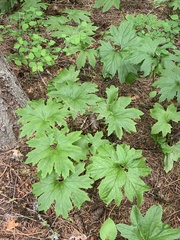 Cacaliopsis nardosmia