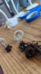 Leucocoprinus ianthinus