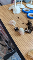 Leucocoprinus ianthinus