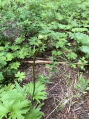 Cacaliopsis nardosmia