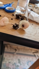 Leucocoprinus ianthinus