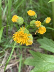 Cacaliopsis nardosmia