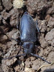Prionus besikanus