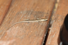 Cryptoblepharus