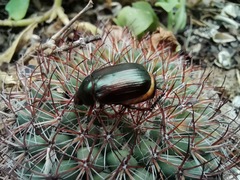 Paranomala cincta
