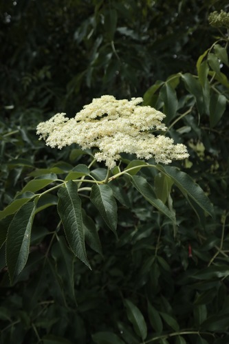 blue elder