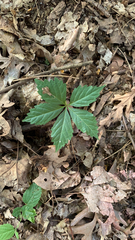 Parthenocissus quinquefolia