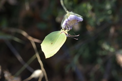 Gonepteryx cleopatra