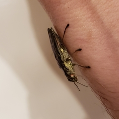 Texania campestris
