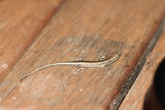 Cryptoblepharus