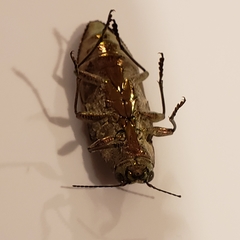 Texania campestris