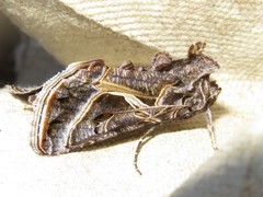 Autographa flagellum