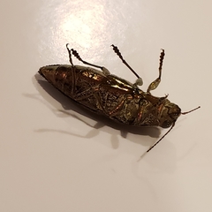 Texania campestris