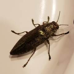 Texania campestris