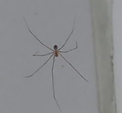 Pholcidae