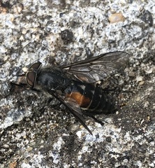 Hybomitra bimaculata