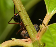 Dolichoderus attelaboides