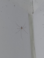 Pholcidae