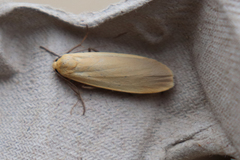 Eilema depressa