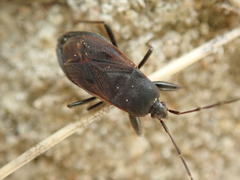 Eremocoris plebejus