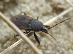 Eremocoris plebejus