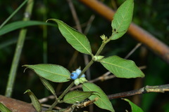 Lasianthus curtisii