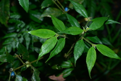 Lasianthus curtisii