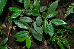 Lasianthus curtisii