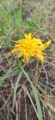 Takhtajaniantha austriaca