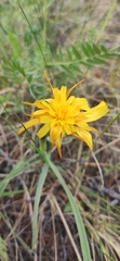 Takhtajaniantha austriaca