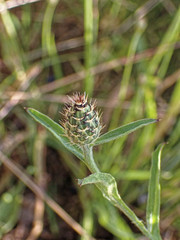 Centaurea napifolia