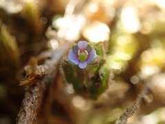 Veronica verna