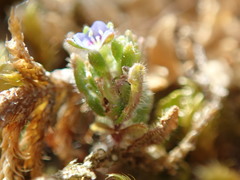 Veronica verna
