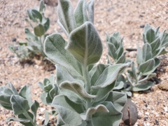 Convolvulus persicus