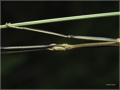 Phraortes formosanus