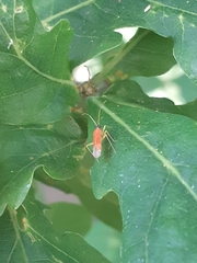 Phylus melanocephalus