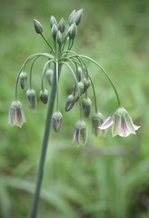 Allium siculum dioscoridis