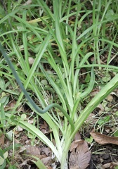 Allium siculum dioscoridis