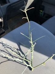 Parkinsonia texana texana