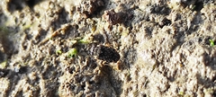 Ochteridae