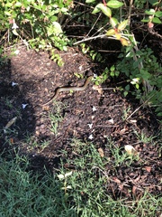 Thamnophis sirtalis annectens